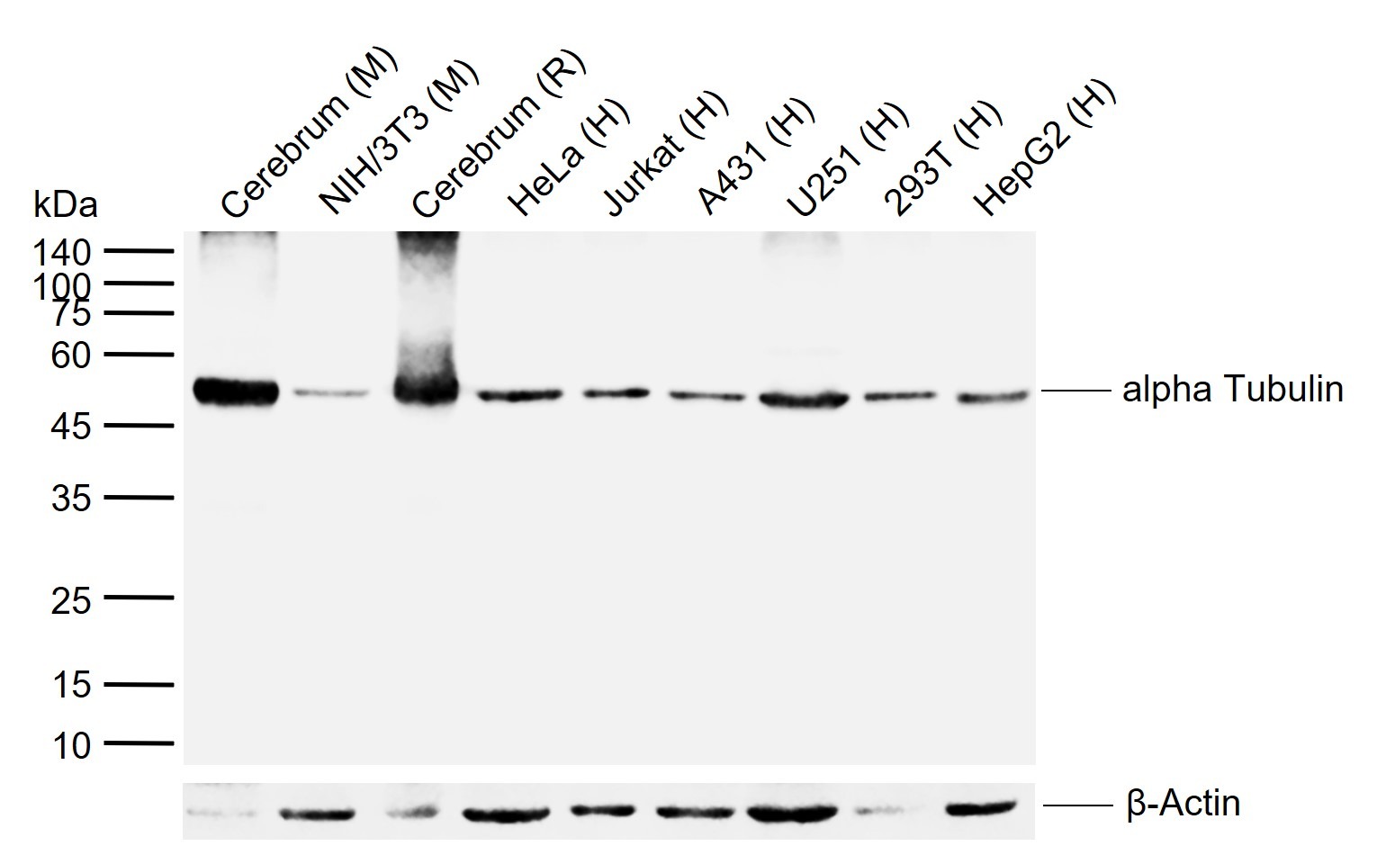 Alpha-Tubulin Loading Control Antibody (8C509)