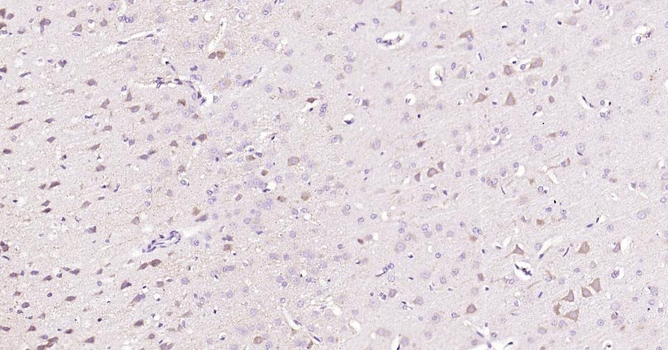 Alpha-Tubulin Loading Control Polyclonal Antibody