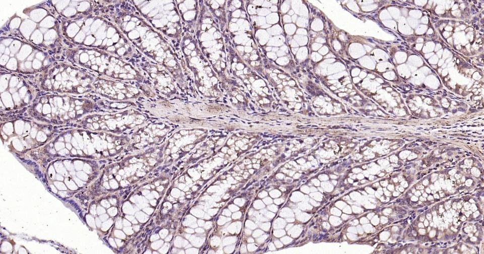 Alpha-Tubulin Loading Control Polyclonal Antibody