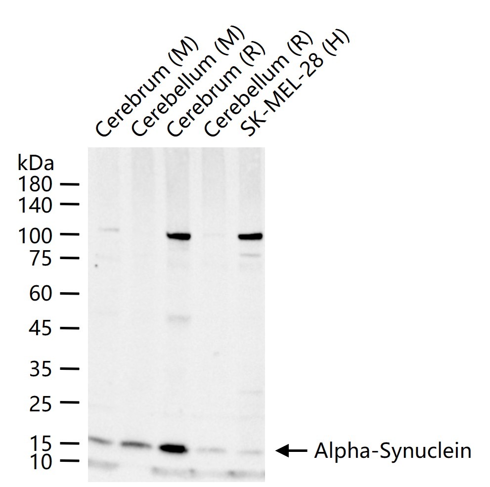 Anti-Alpha-Synuclein Polyclonal Antibody