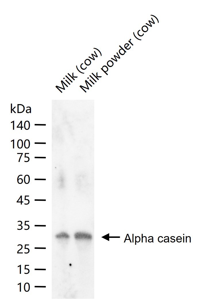 Anti-Alpha-S1-casein Polyclonal Antibody
