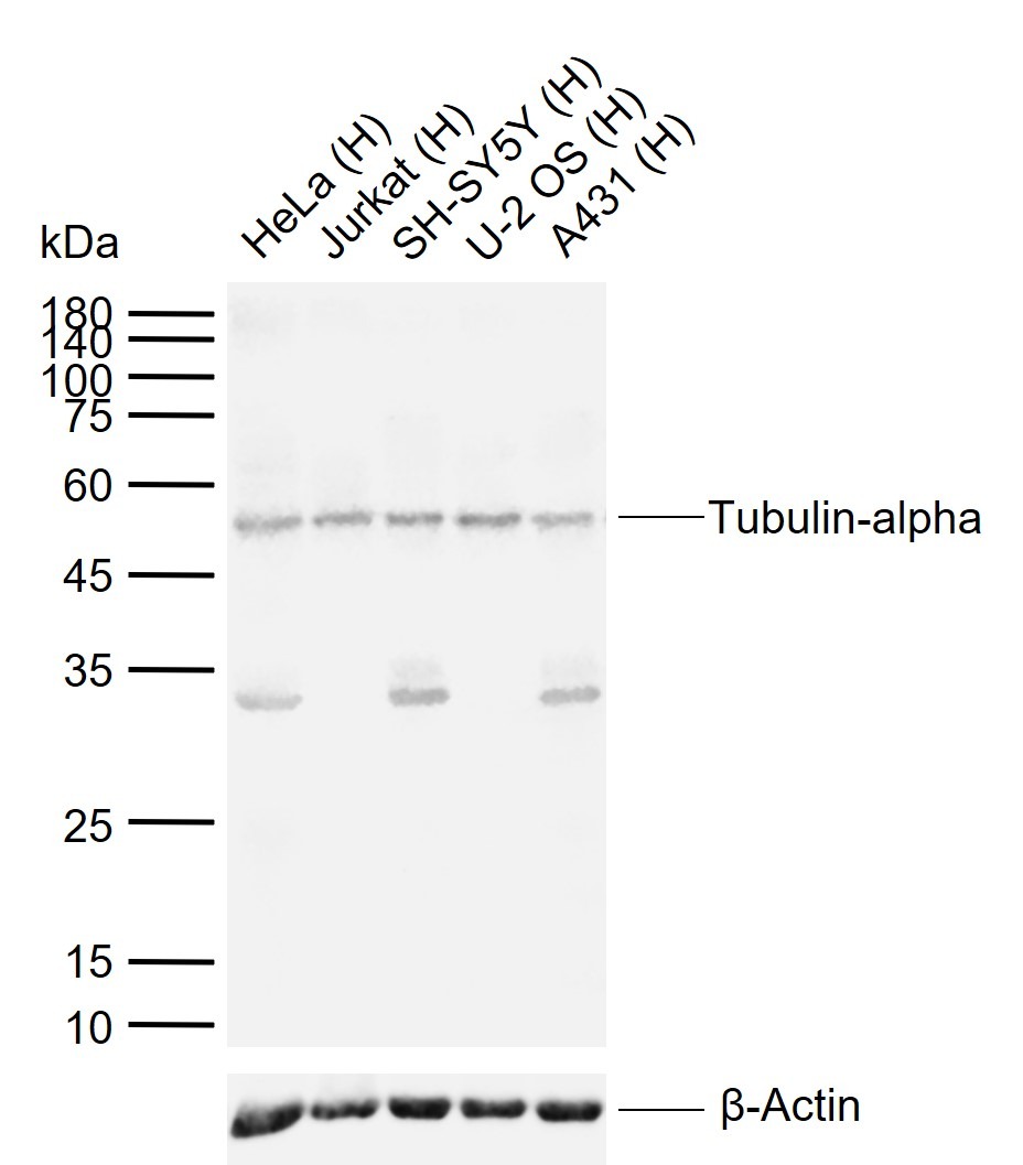 Alpha-Tubulin Loading Control Polyclonal Antibody