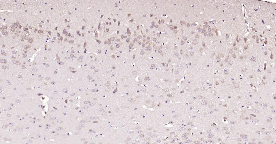 Alpha-Tubulin Loading Control Polyclonal Antibody