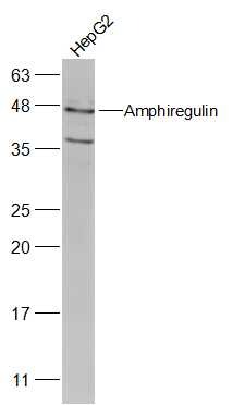 Anti-Amphiregulin Polyclonal Antibody