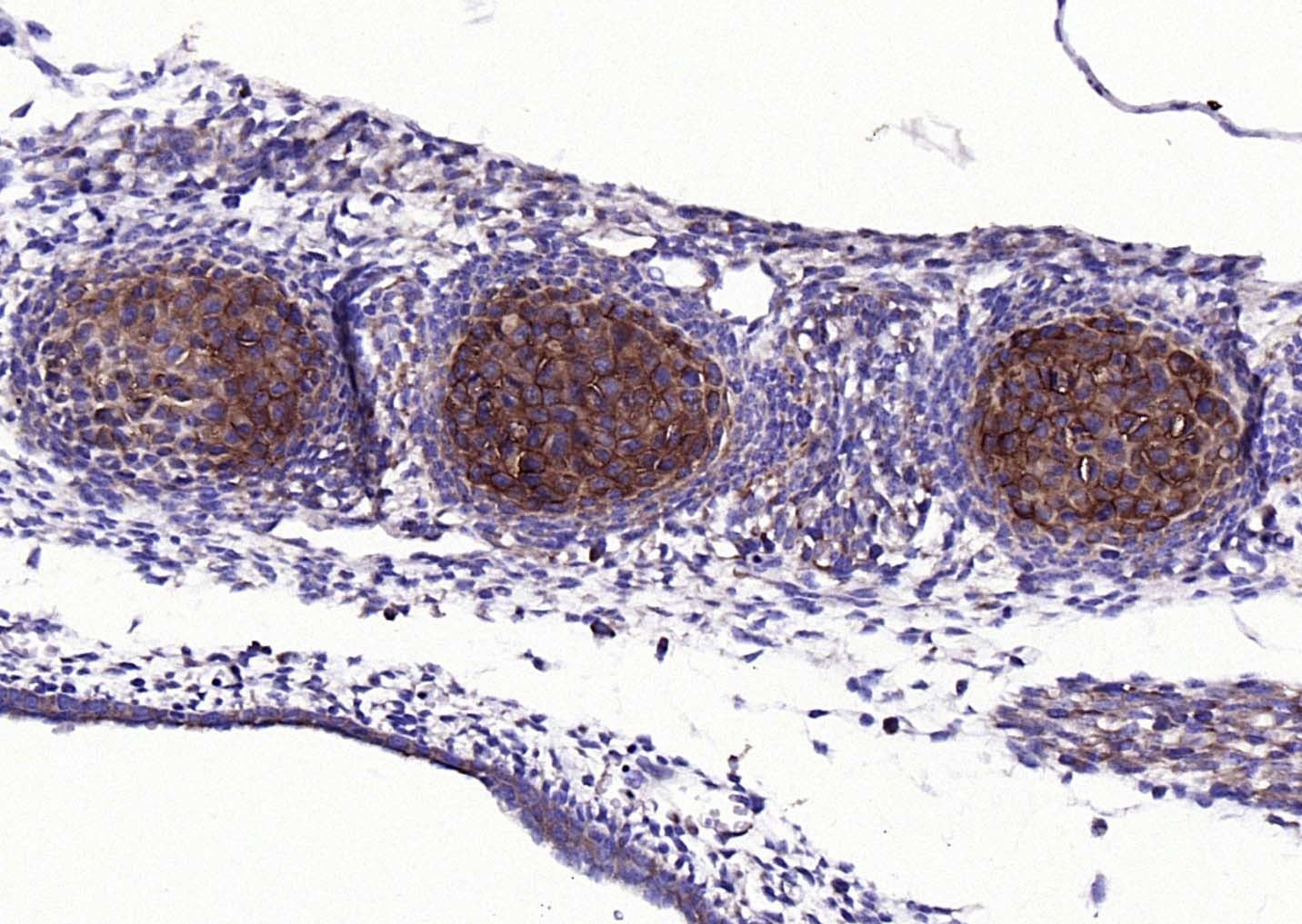 Anti-Aggrecan Polyclonal Antibody