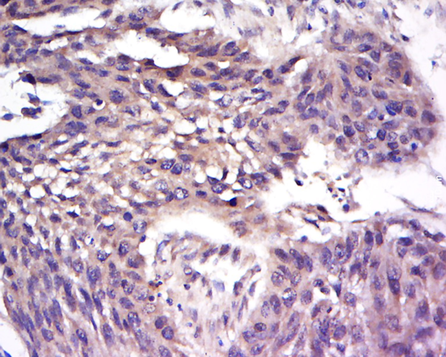 Anti-AHR Polyclonal Antibody