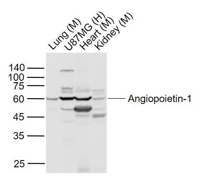 Anti-Angiopoietin-1 Polyclonal Antibody