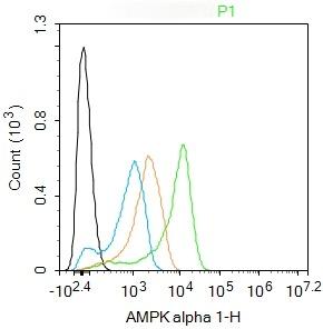 Anti-AMPK alpha 1 Polyclonal Antibody