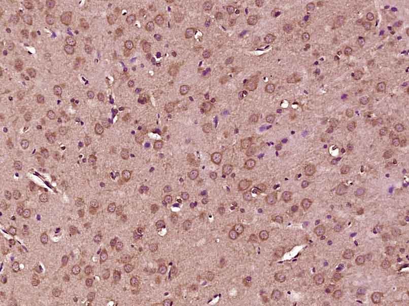 Anti-AMPK alpha 1 Antibody (4D648)