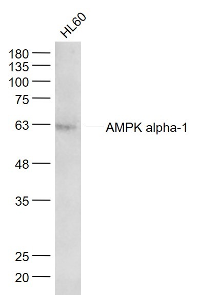 Anti-AMPK alpha 1 Antibody (4D648)