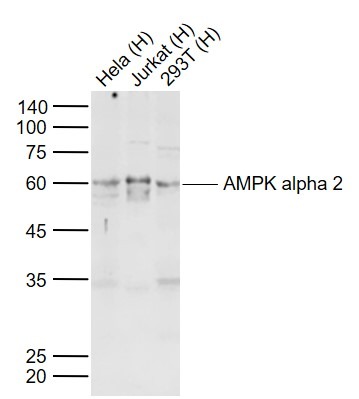 Anti-AMPK alpha 2 Polyclonal Antibody