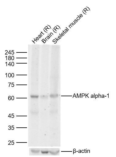 Anti-AMPK alpha 1 Antibody (2A443)