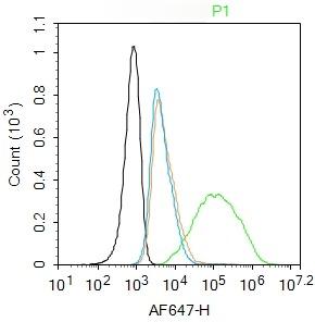 Anti-AGEs Polyclonal Antibody