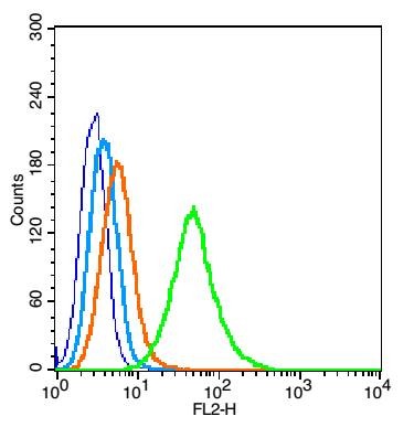 Anti-AKT1/2/3 Polyclonal Antibody