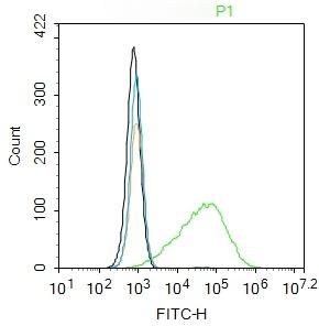 Anti-AKT1 Polyclonal Antibody 2