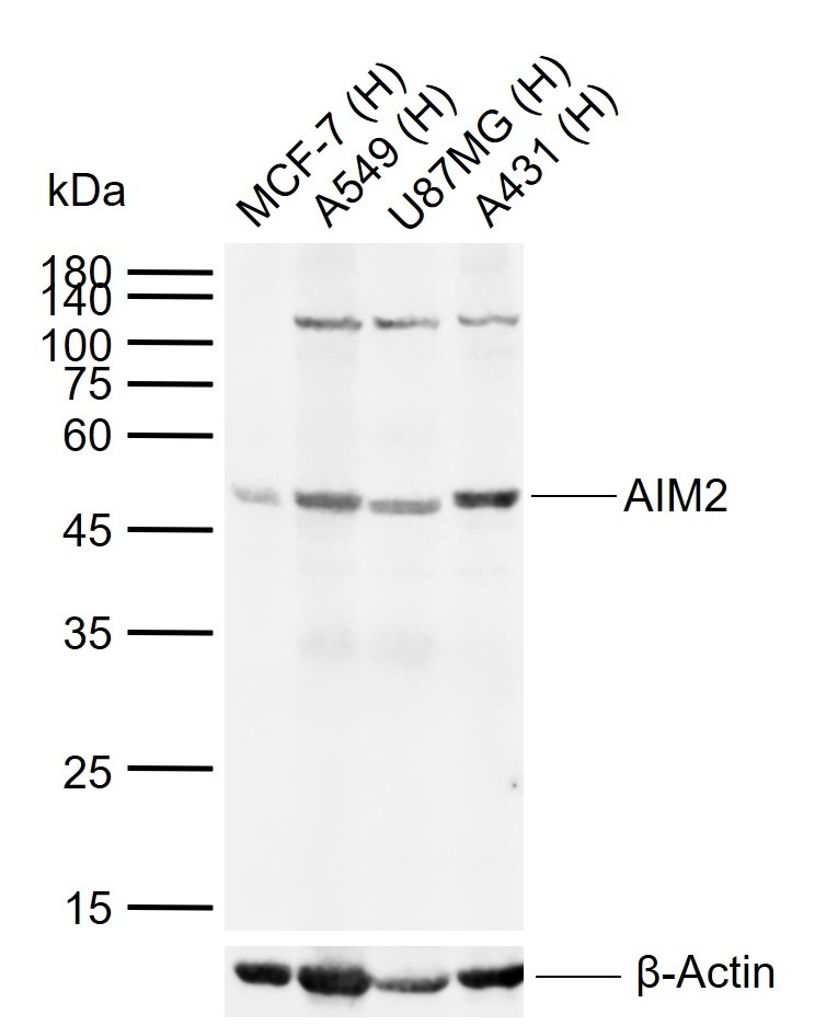 Anti-AIM2 Polyclonal Antibody