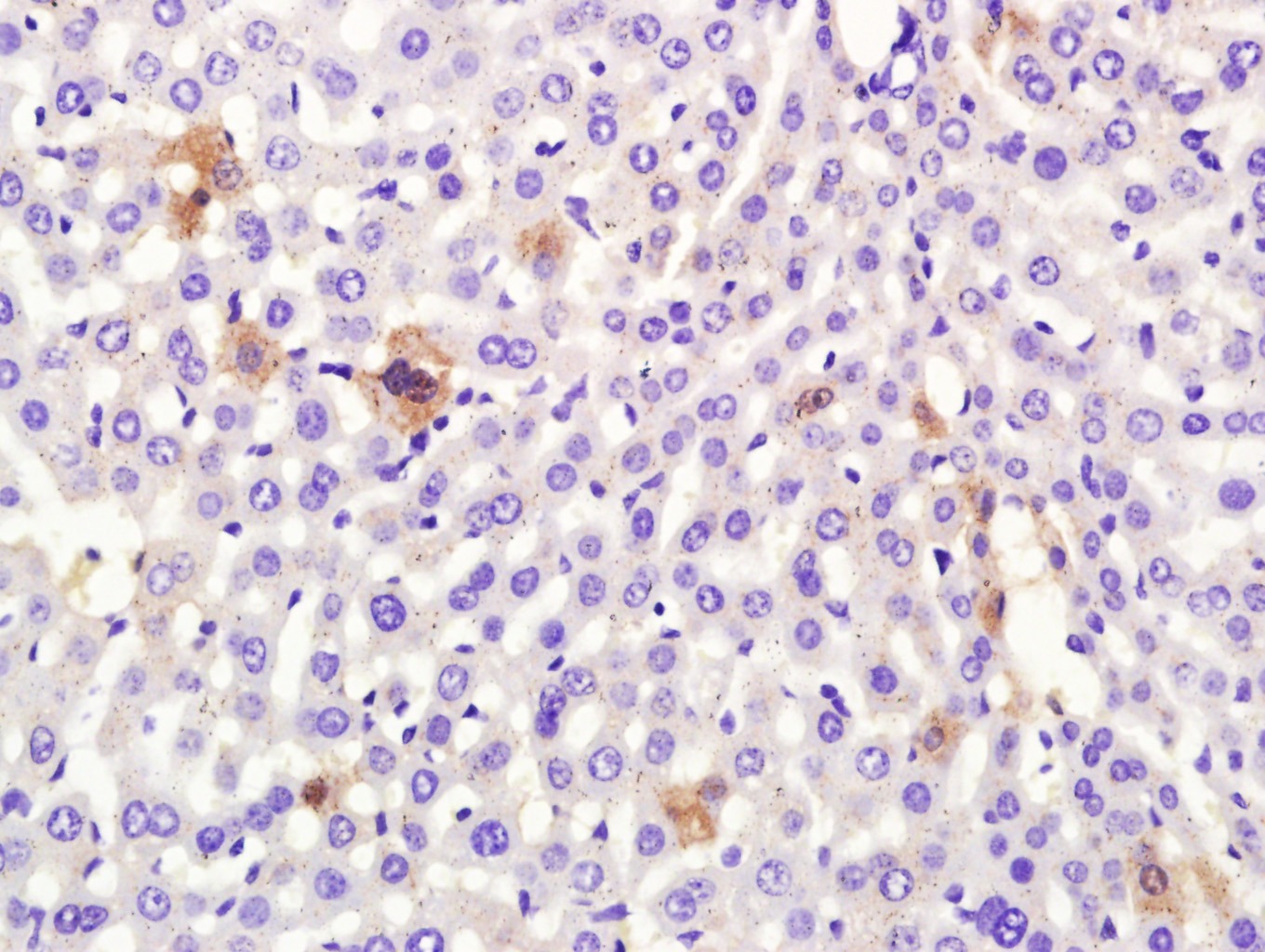 Anti-Albumin Polyclonal Antibody