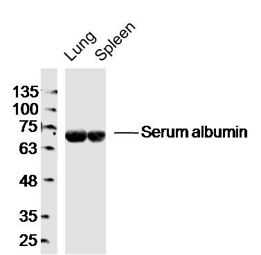 Anti-Albumin Polyclonal Antibody