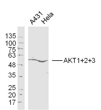 Anti-AKT1/2/3 Polyclonal Antibody