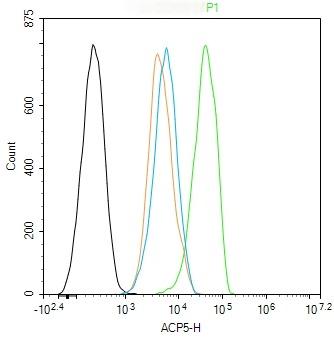 Anti-ACP5 Polyclonal Antibody