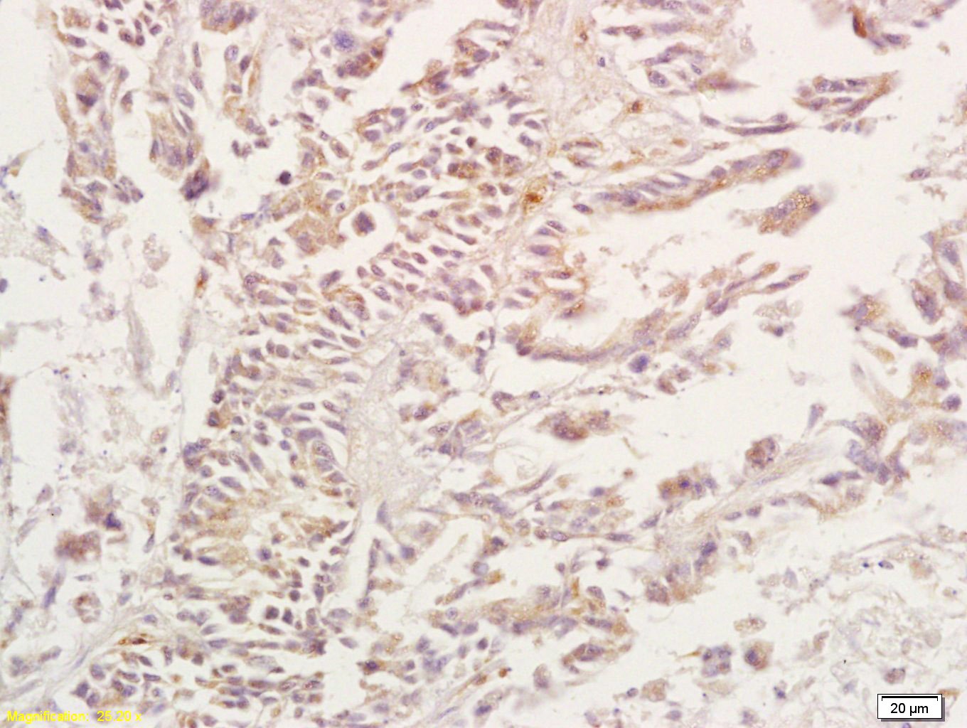 Anti-A3AR Polyclonal Antibody