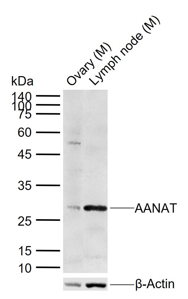 Anti-AANAT Polyclonal Antibody