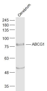 Anti-ABCG1 Polyclonal Antibody