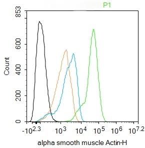 Anti-ACTA2 Antibody (6K554)