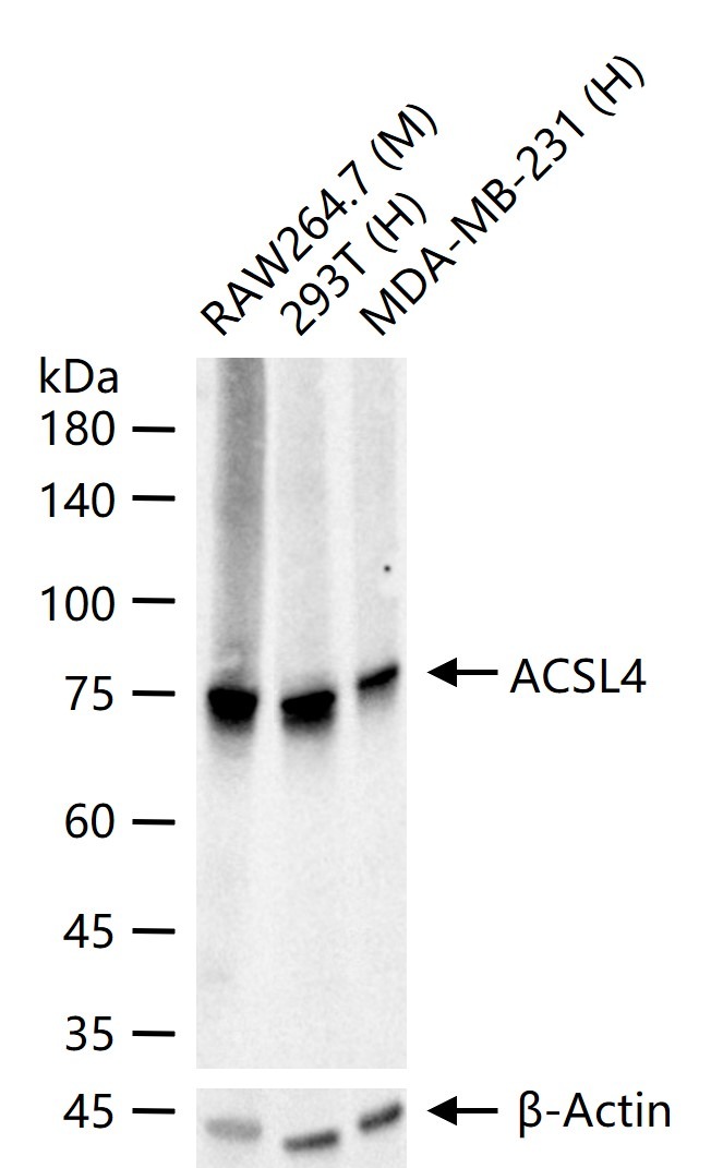 Anti-ACSL4 Antibody (6H118)