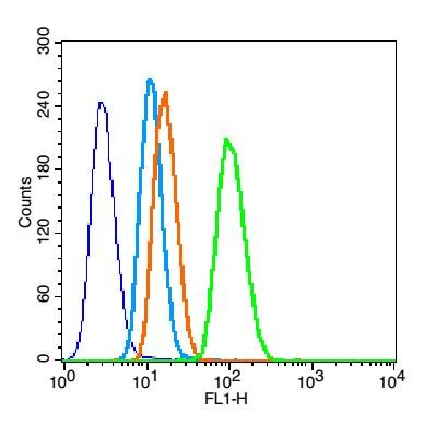Anti-ACTA2 Polyclonal Antibody