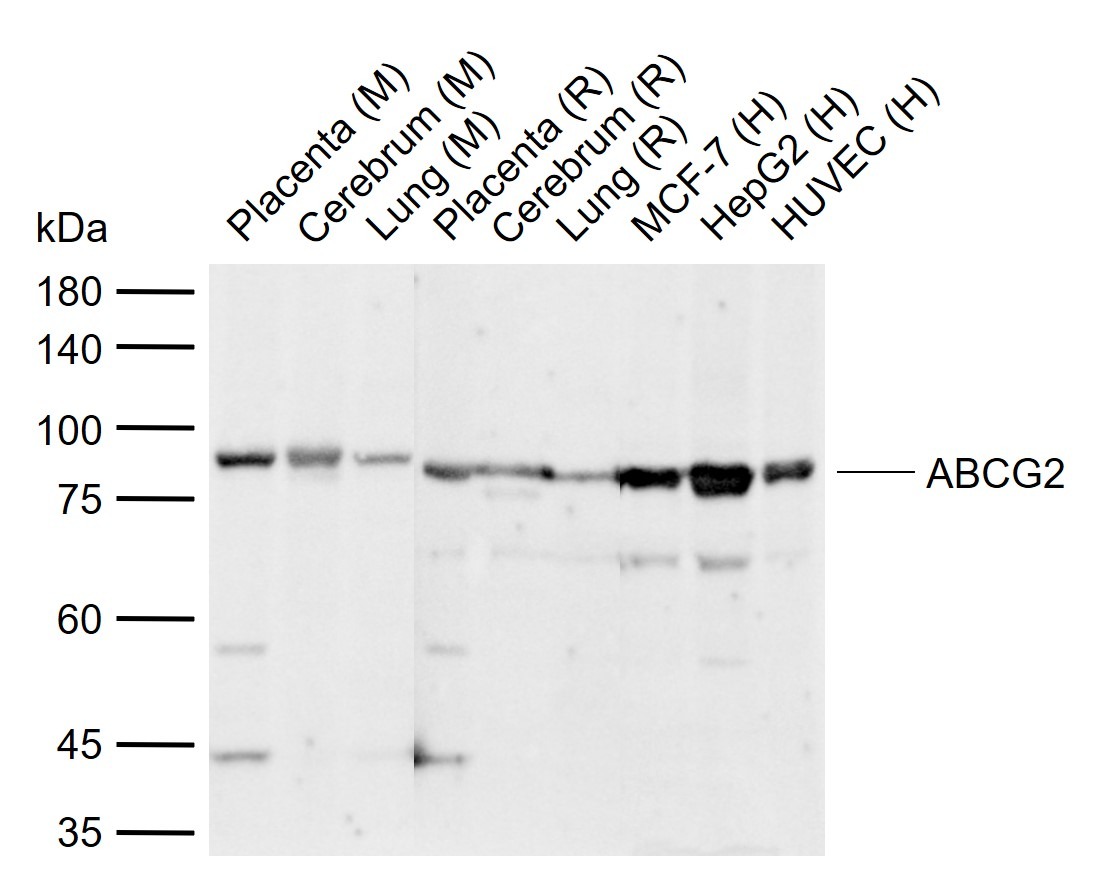 Anti-ABCG2 Polyclonal Antibody