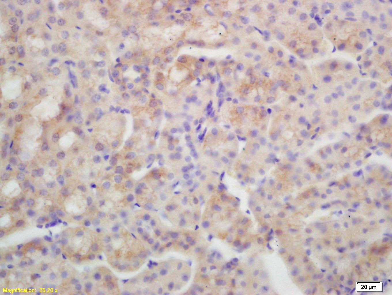Anti-Aquaporin-4/AQP4 Polyclonal Antibody