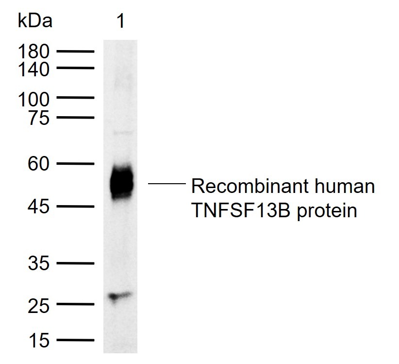 Anti-BAFF/TNFSF13B Polyclonal Antibody