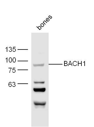Anti-BACH1 Polyclonal Antibody