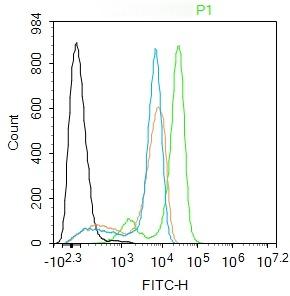 Anti-BAK1 Polyclonal Antibody