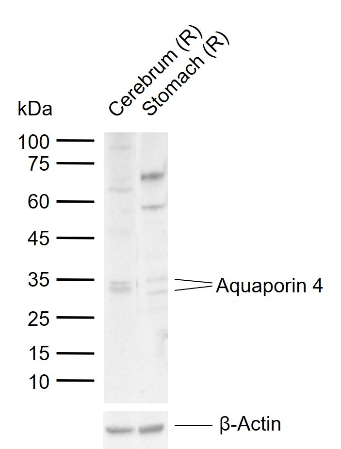 Anti-Aquaporin-4/AQP4 Polyclonal Antibody