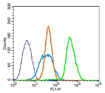 Anti-Aquaporin-4/AQP4 Polyclonal Antibody