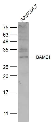 Anti-BAMBI Polyclonal Antibody
