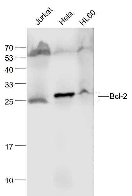 Anti-BCL2 Antibody (2P100)