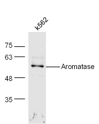 Anti-Aromatase/CYP19A1 Polyclonal Antibody