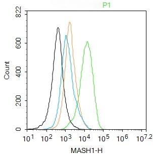 Anti-ASCL1 Polyclonal Antibody