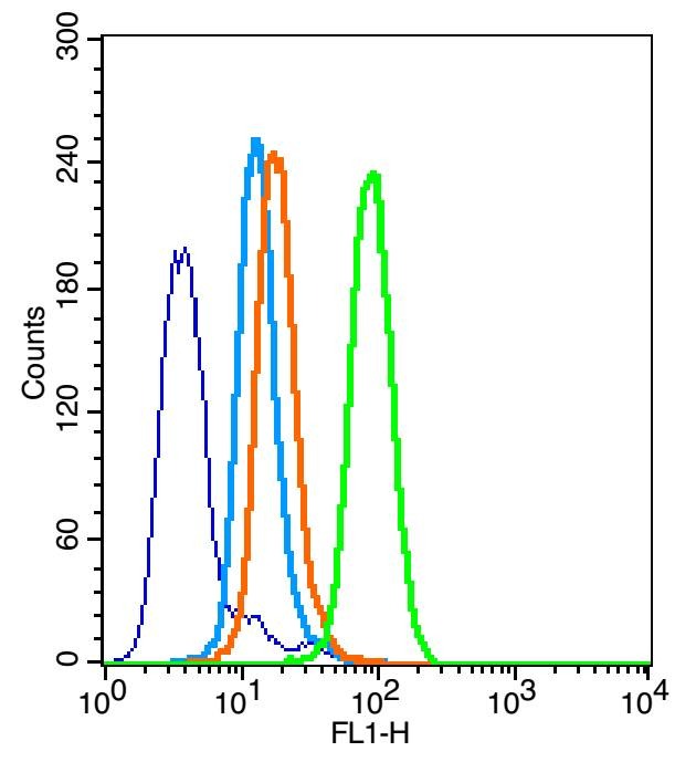 Anti-BAX Polyclonal Antibody 2