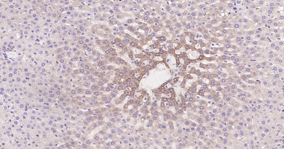 Anti-BAX Antibody (5X827)