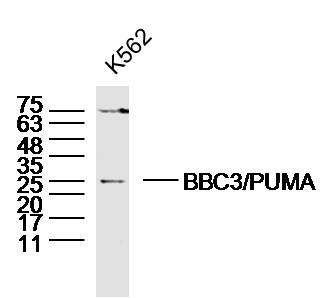 Anti-BBC3/PUMA Polyclonal Antibody