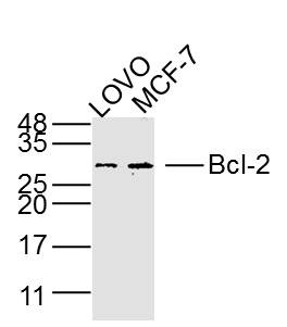 Anti-BCL2 Antibody (5A806)