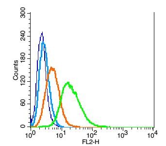 Anti-Aromatase/CYP19A1 Polyclonal Antibody 2