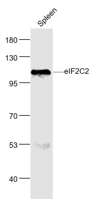 Anti-Argonaute-2 Polyclonal Antibody