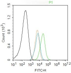 Anti-BCL2 Polyclonal Antibody 2