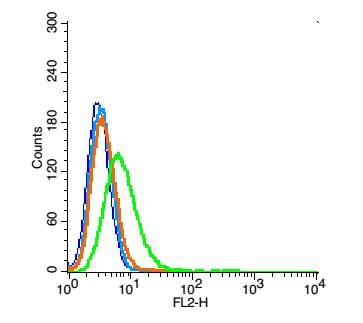 Anti-ATF-6 Polyclonal Antibody
