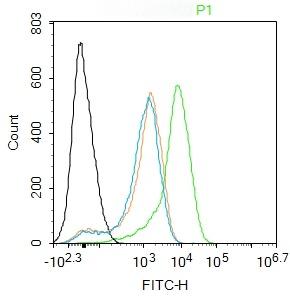Anti-ATF-4 Polyclonal Antibody